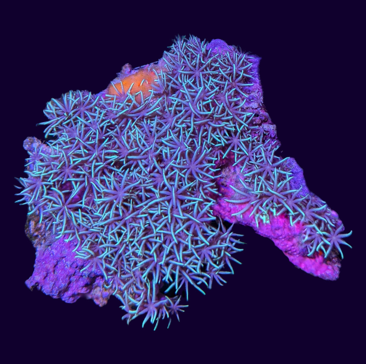 Green Star Polyp Mini Colony