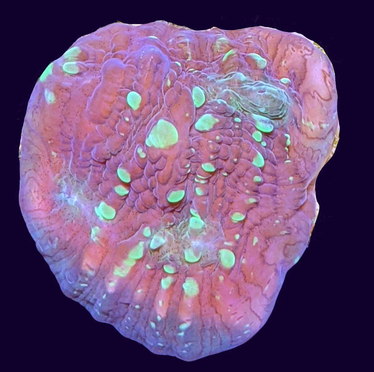 Shooting Star Chalice (UK Grown)