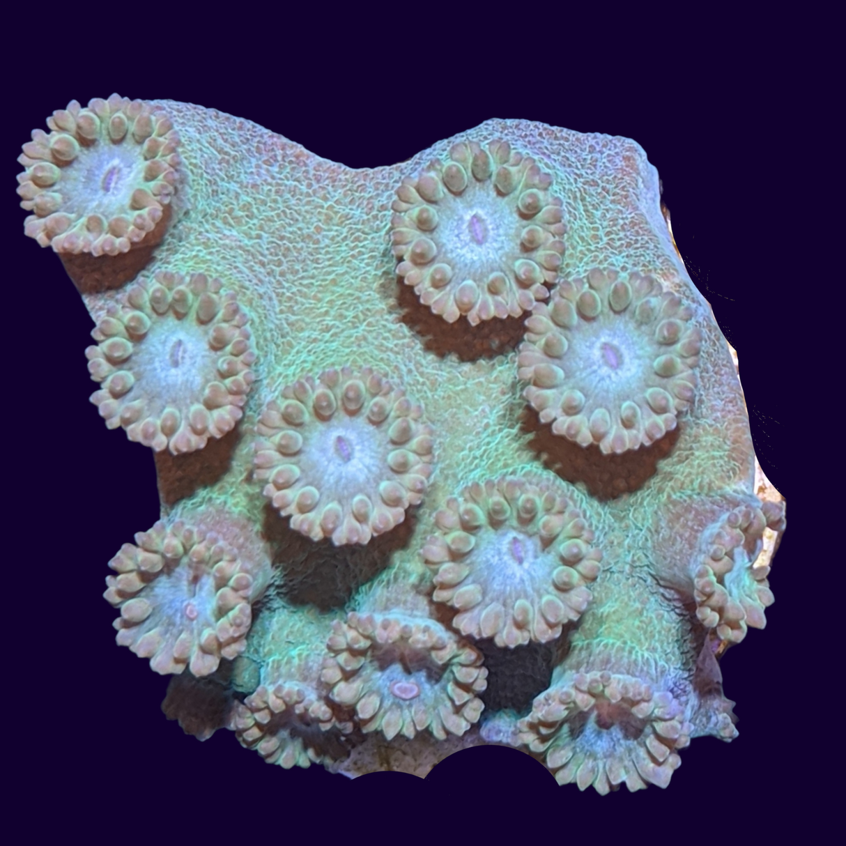 Green Turbinaria peltata