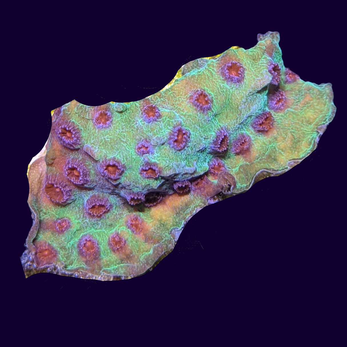 Jingle Bells Cyphastrea