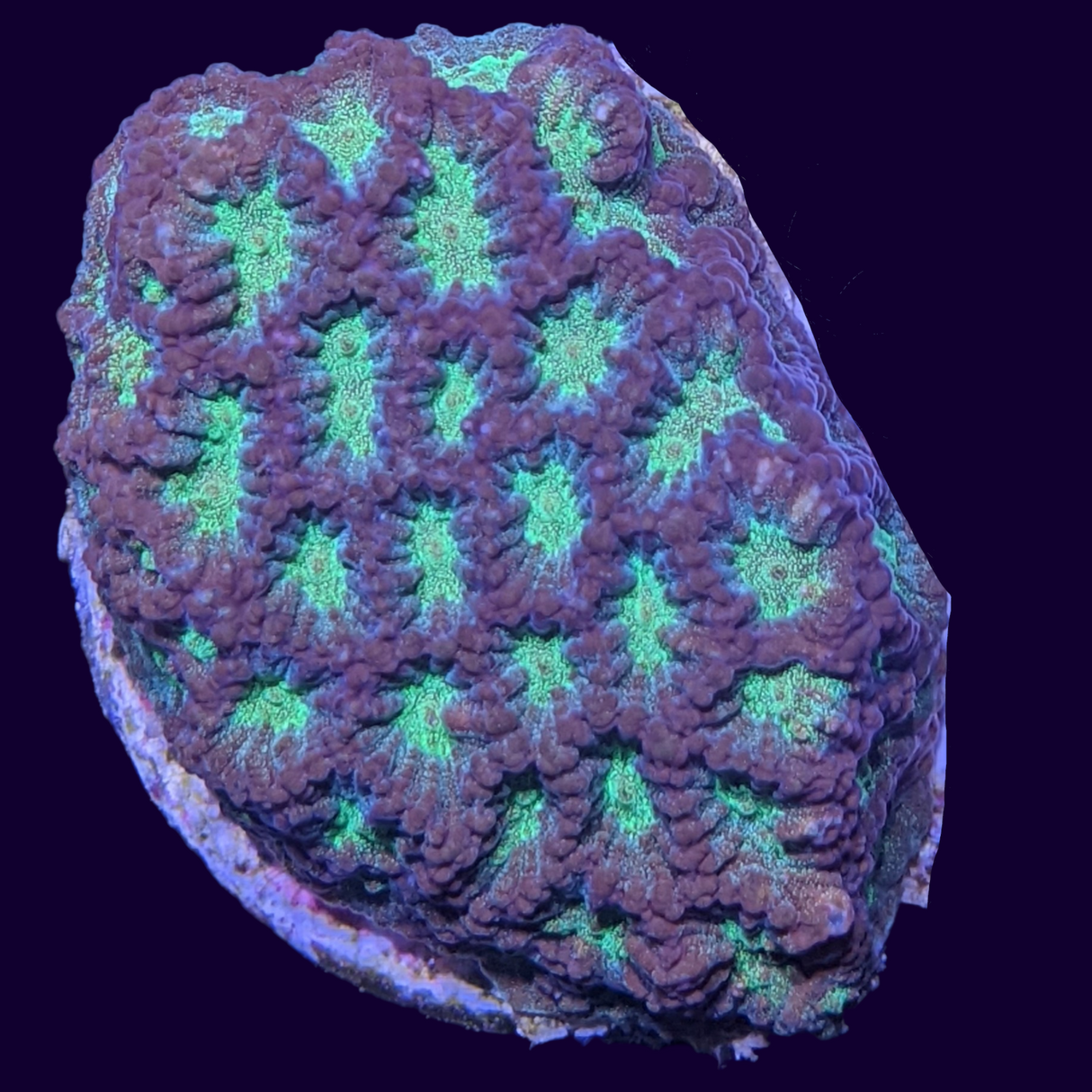 Red and Green Favites
