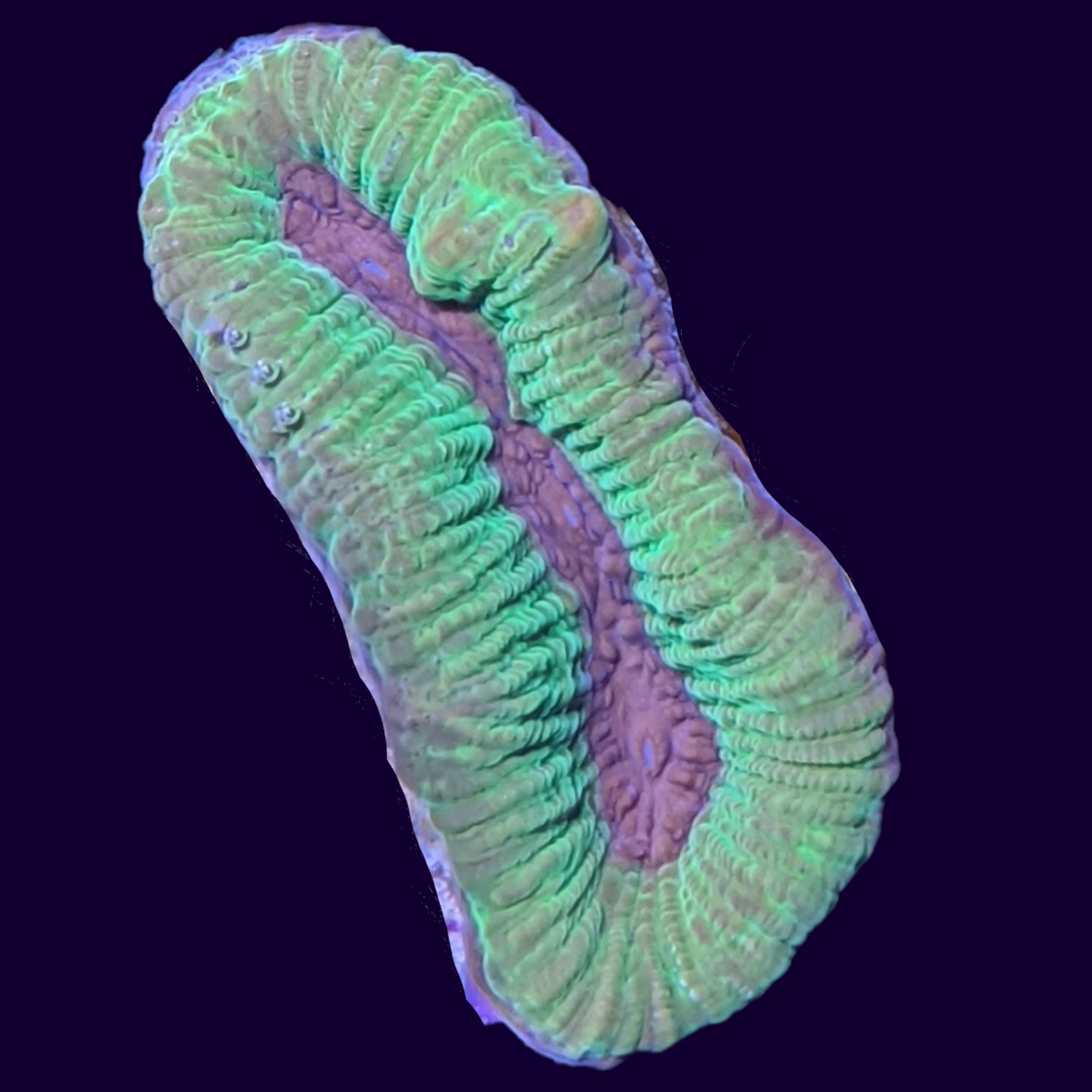 Purple Passion Platygyra