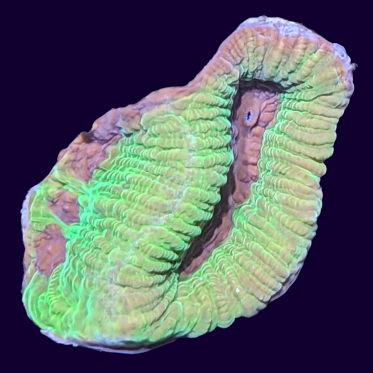 Purple Passion Platygyra