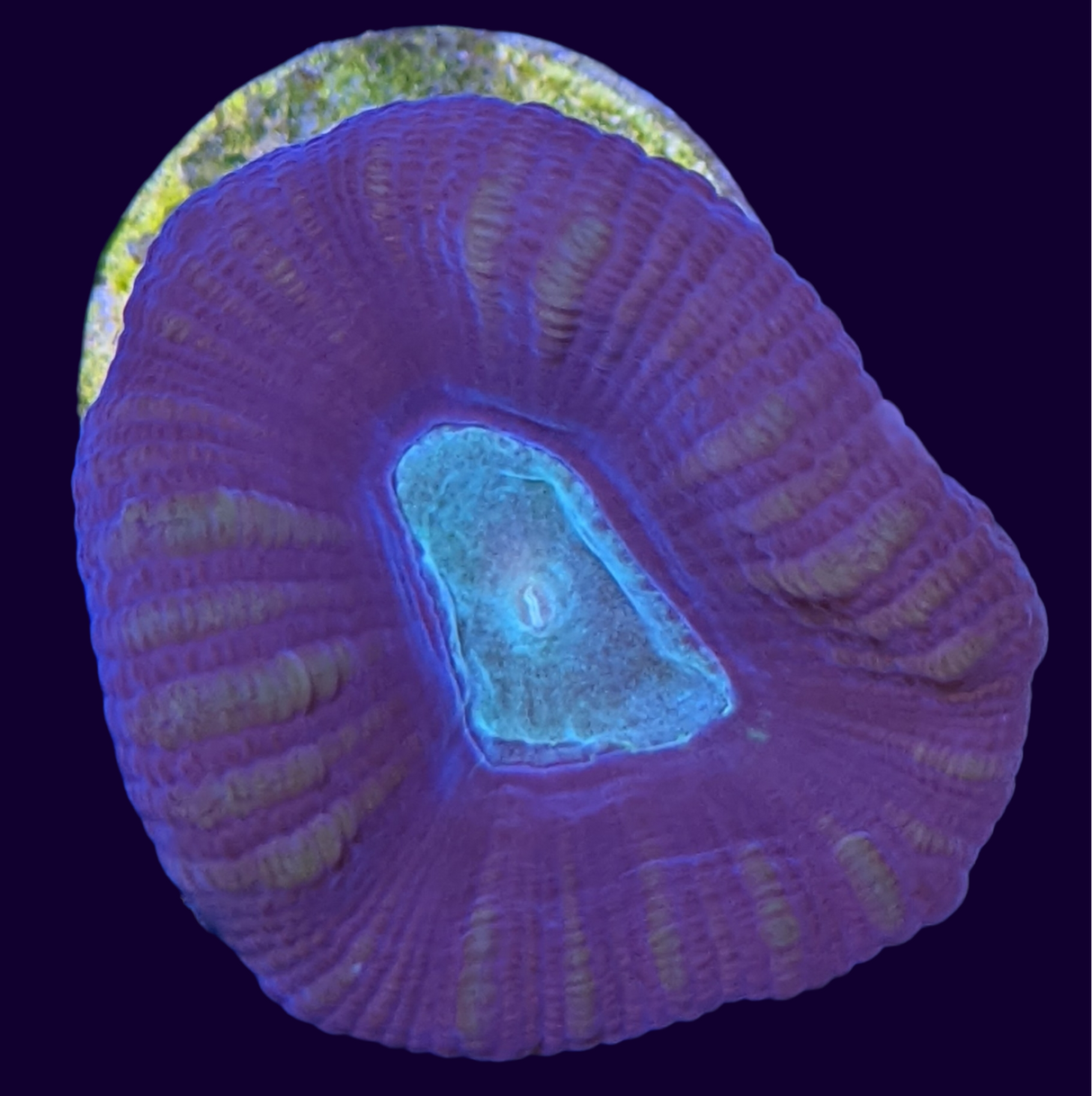 Green Pinwheel Candy Cane