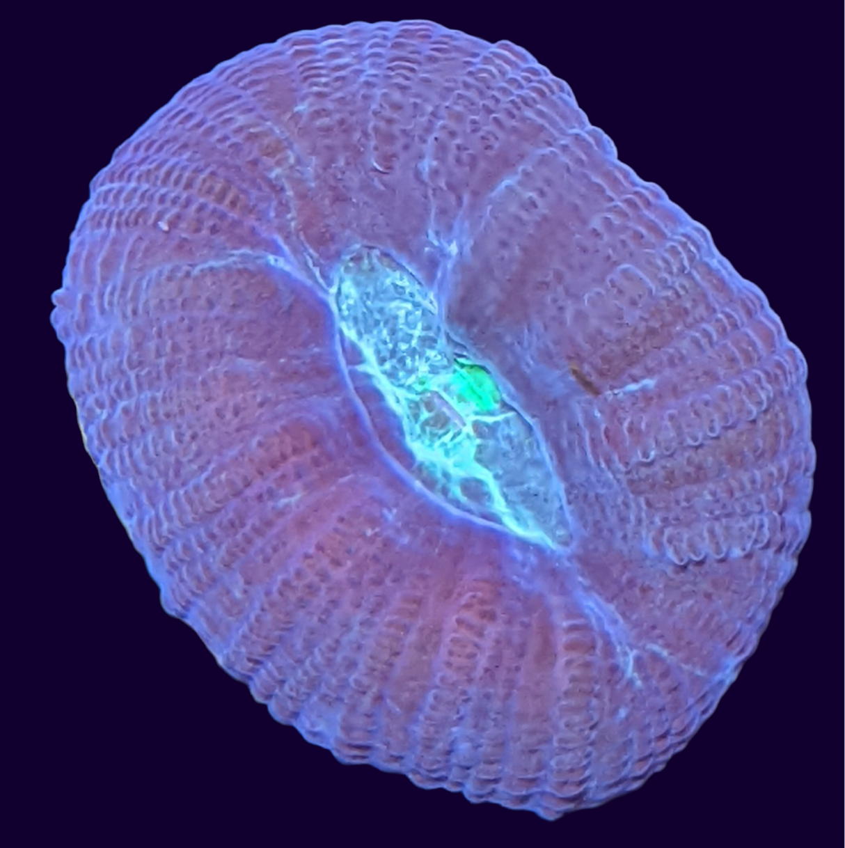 Green Pinwheel Candy Cane