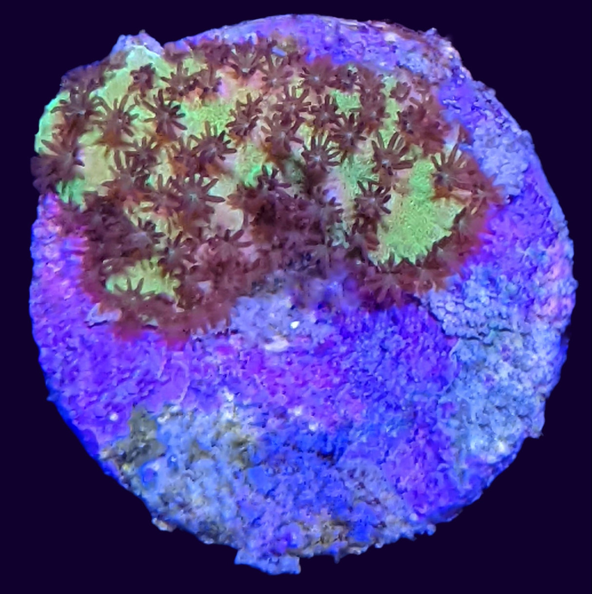 Hirsuta Montipora (UK Grown)