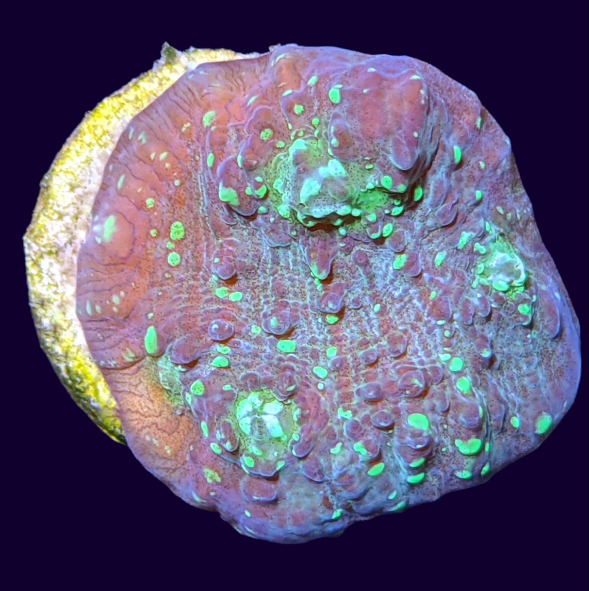 Shooting Star Chalice (UK Grown)