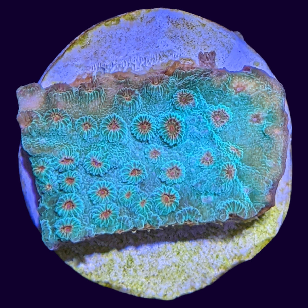 Meteor Shower Cyphastrea