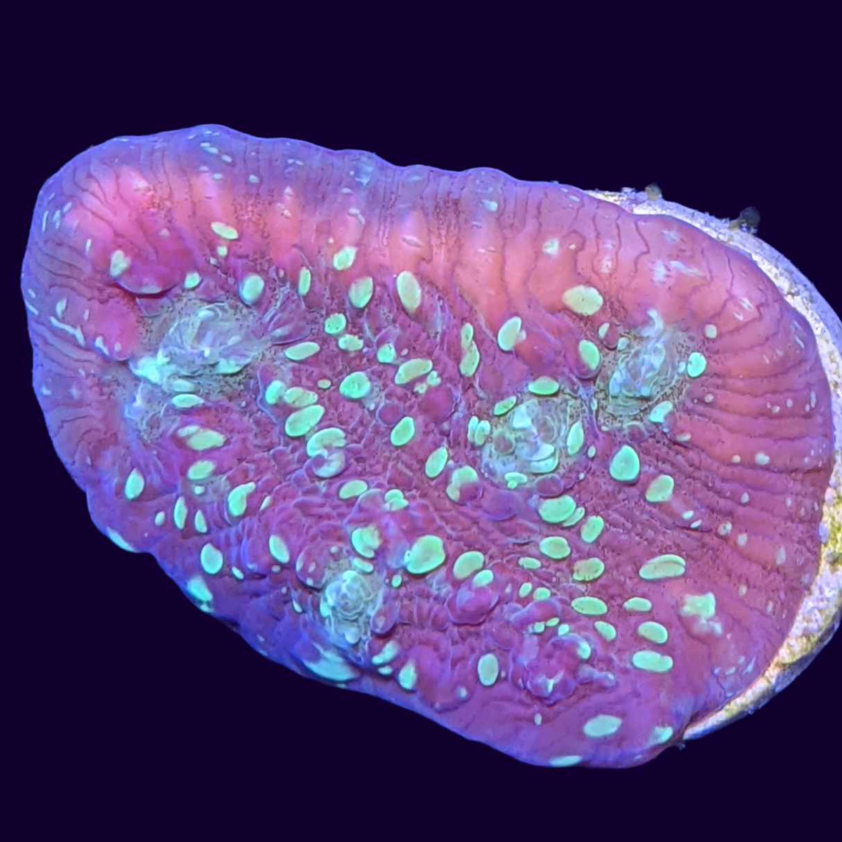 Shooting Star Chalice (UK Grown)