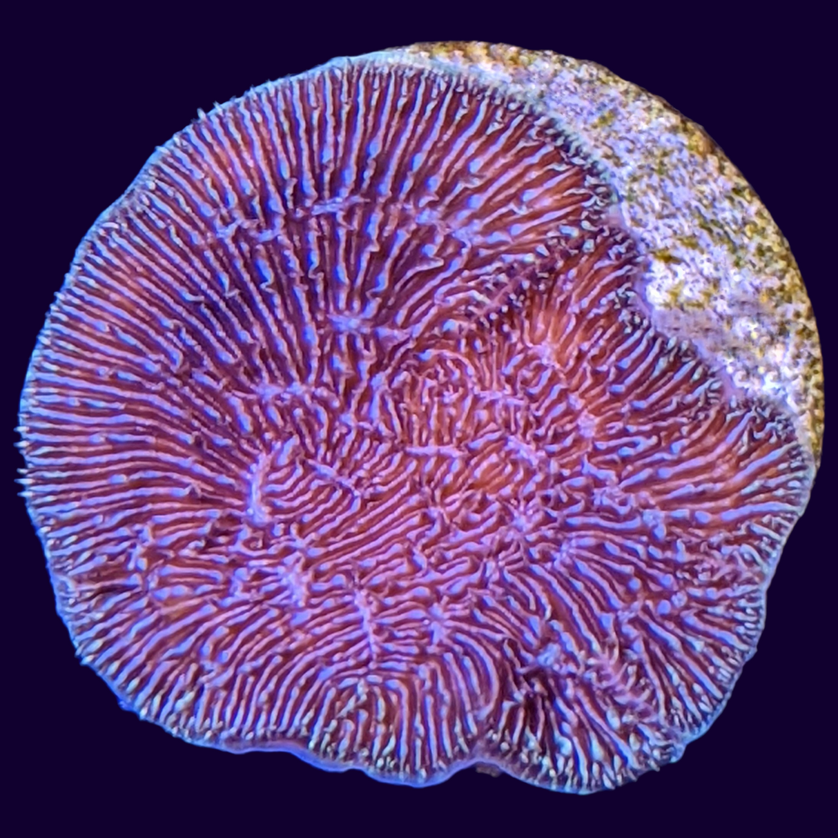 Deep Purple Pavona (UK Grown)