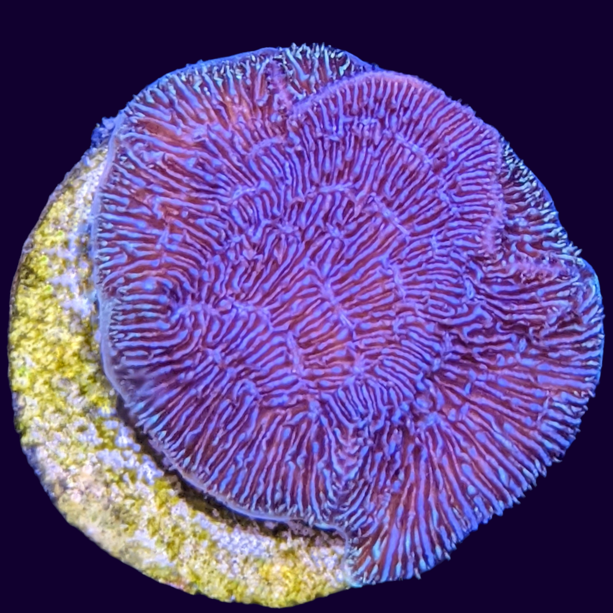 Deep Purple Pavona (UK Grown)