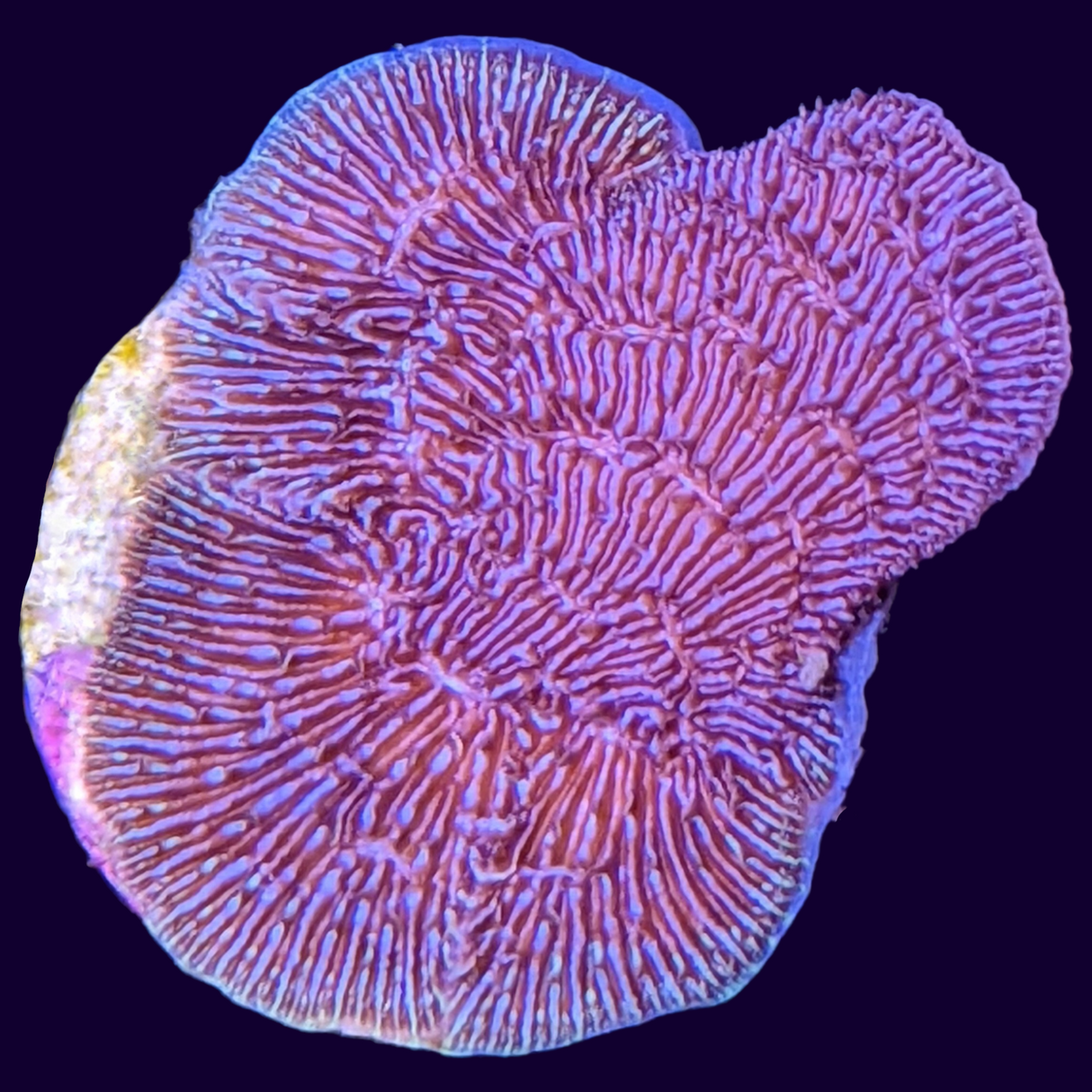 Deep Purple Pavona (UK Grown)