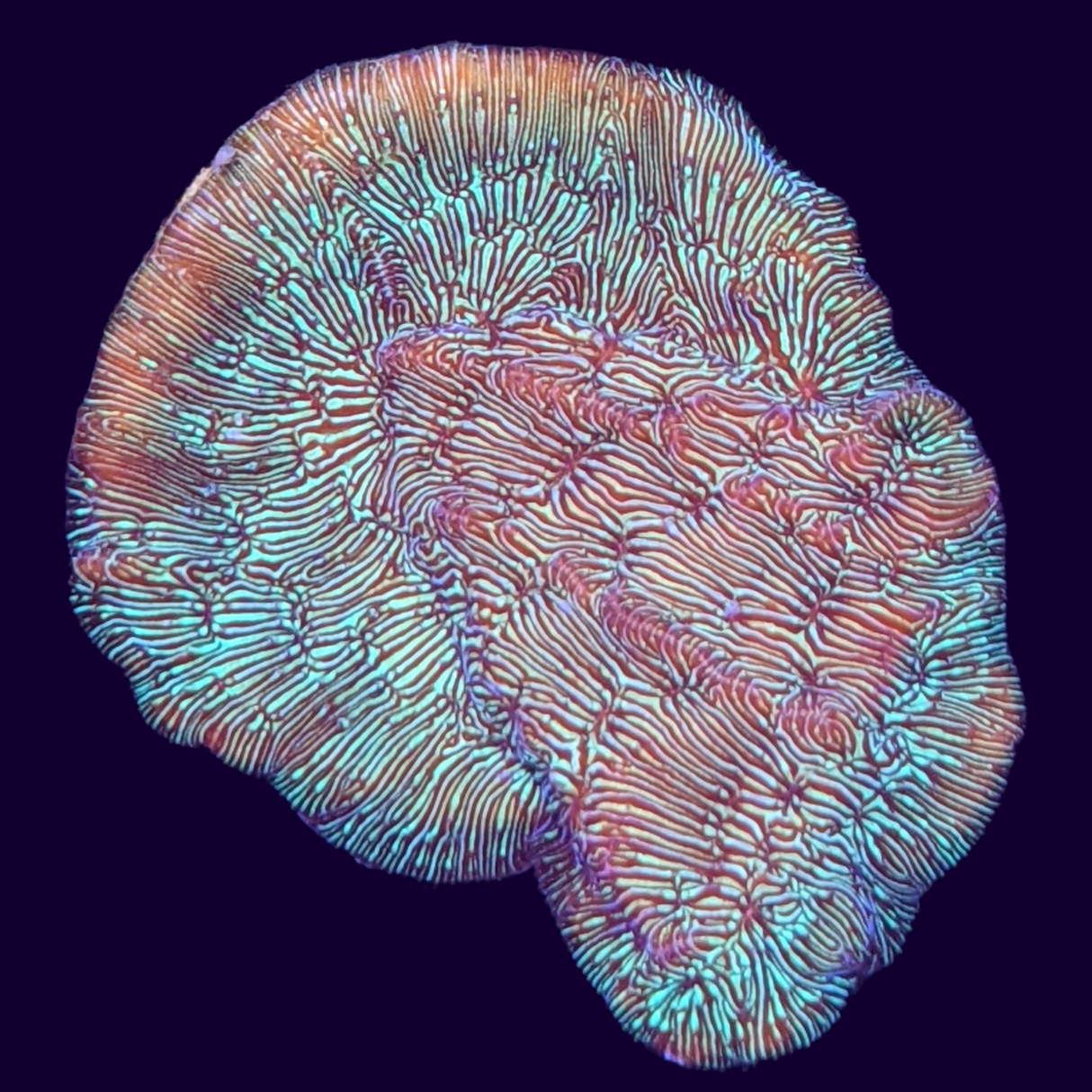 Metallic Green Pavona (UK Grown)