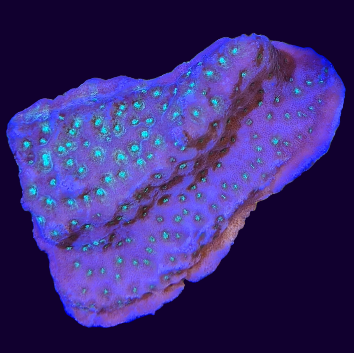 Sunset Montipora (UK Grown)