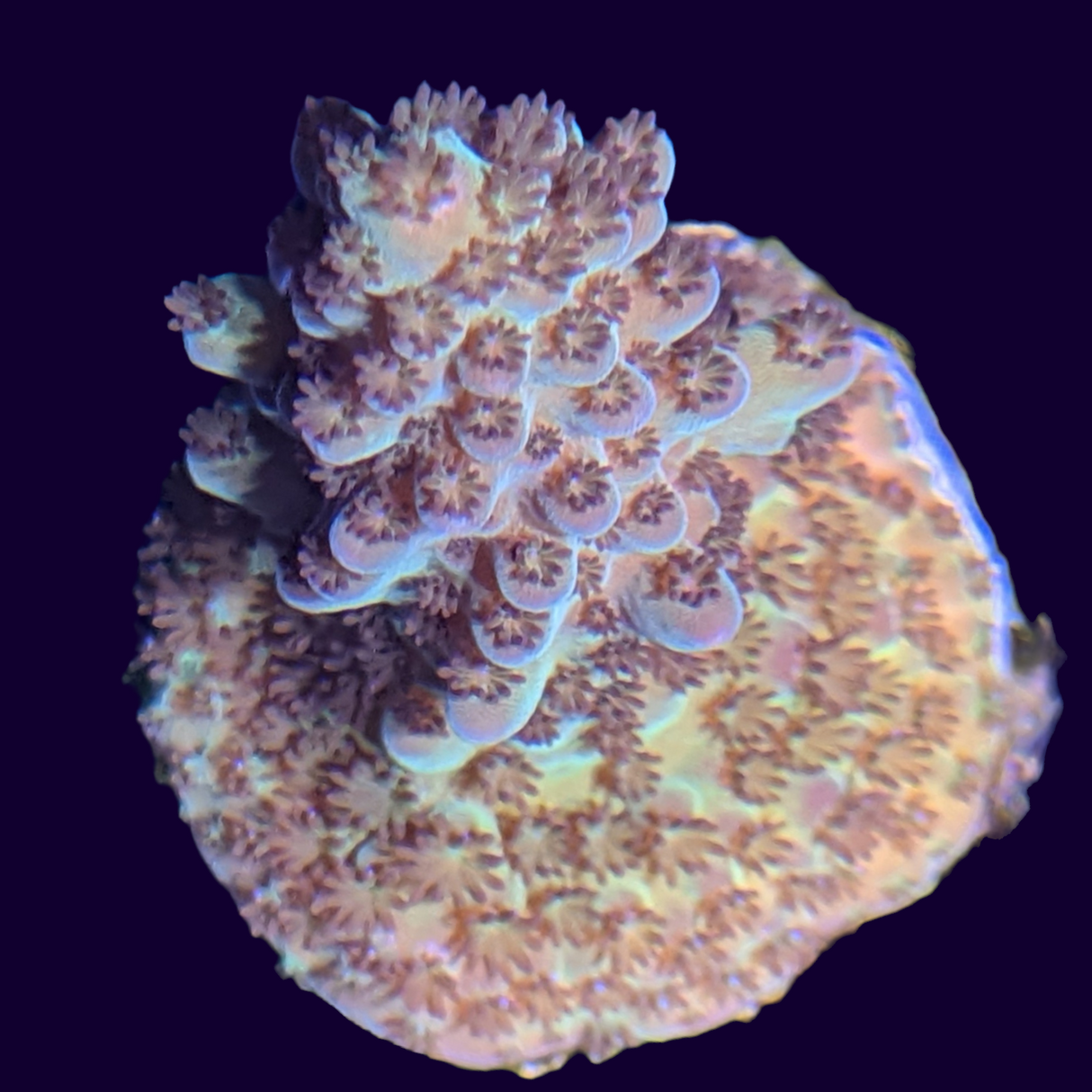 Acropora Frag (UK Grown)