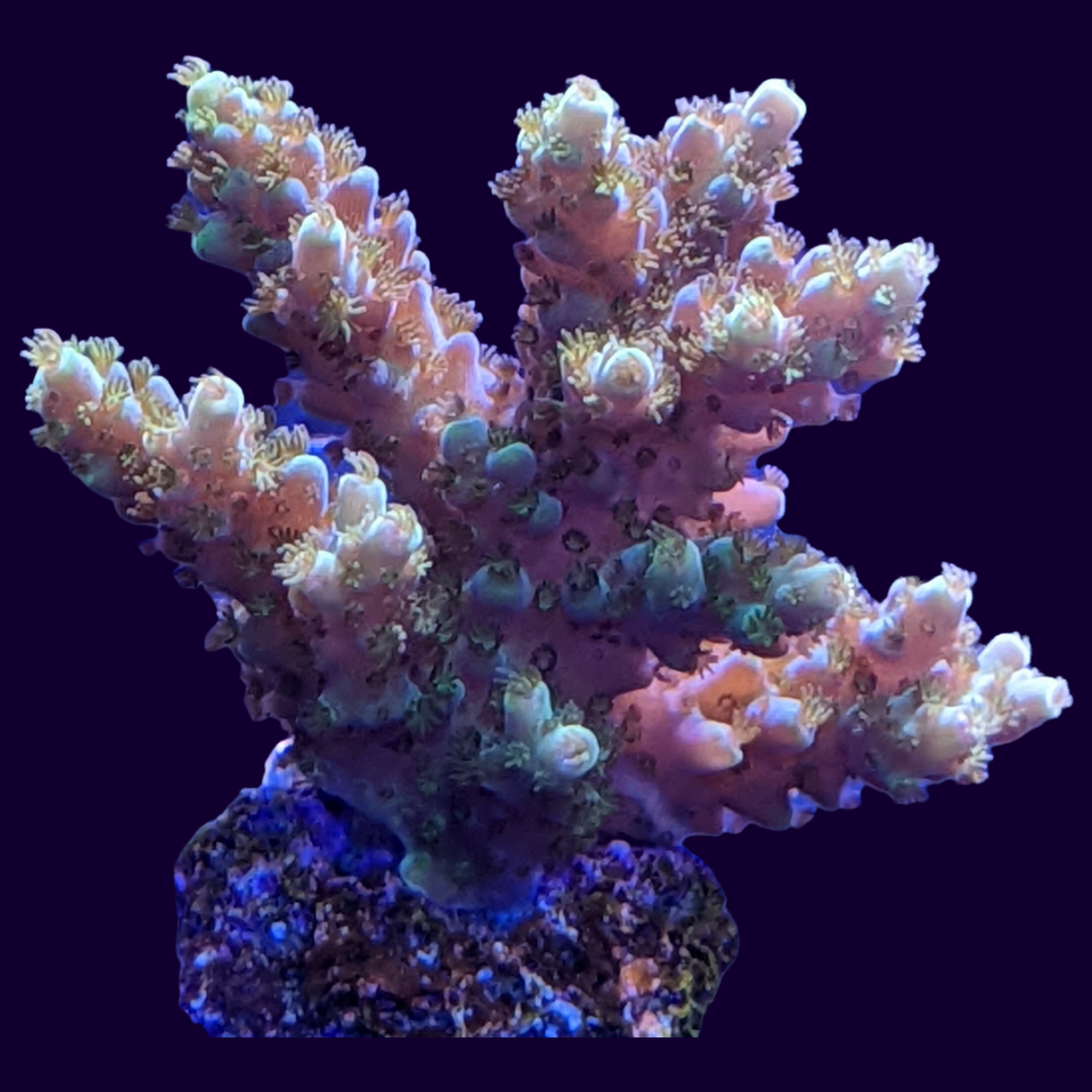 Acropora Frag (UK Grown)