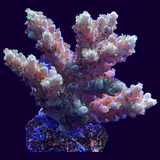Acropora Frag (UK Grown)