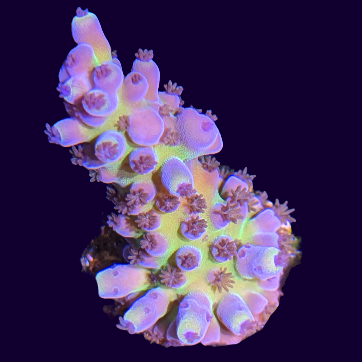 Acropora Frag (UK Grown)