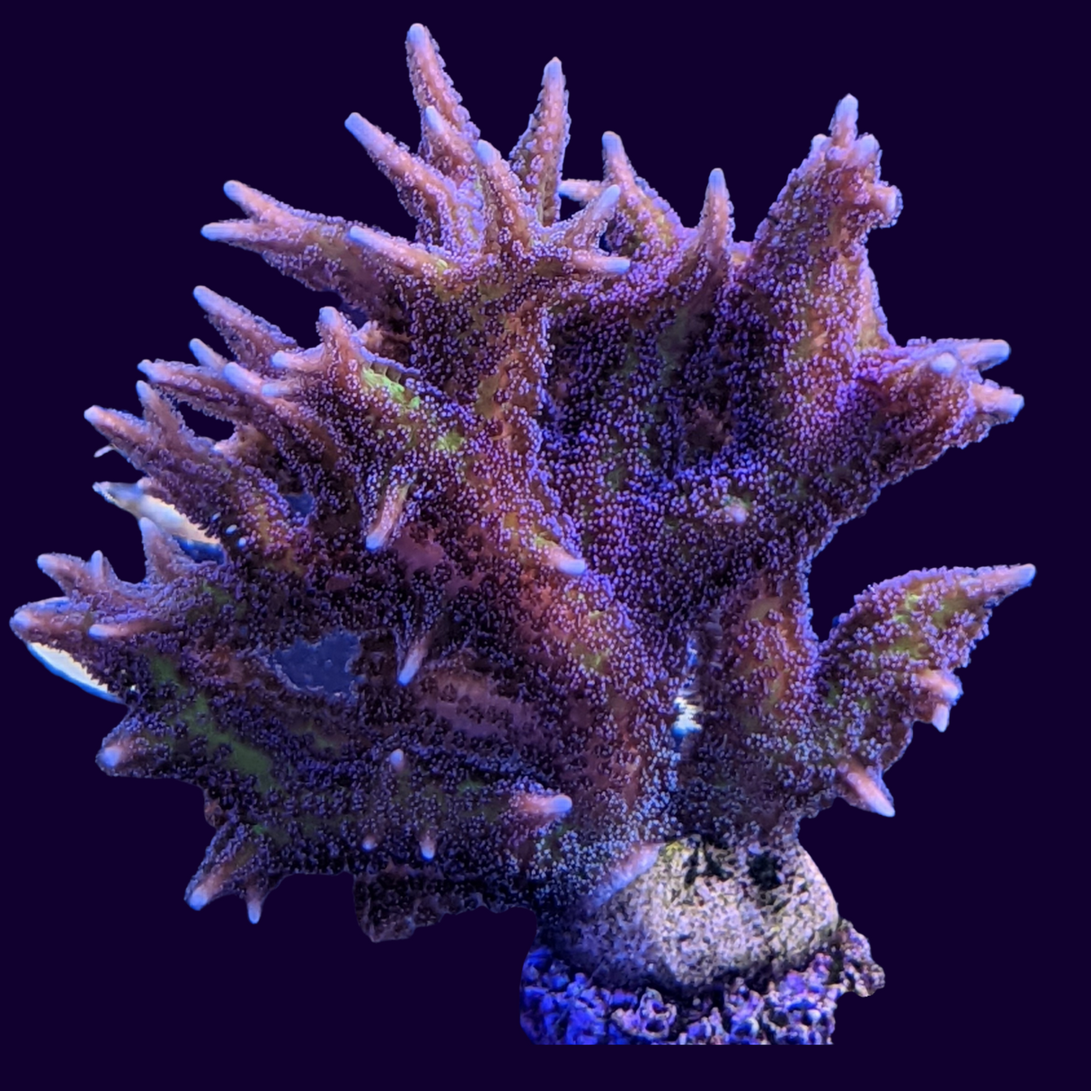 Purple Hystrix Seriatopora (birds nest)