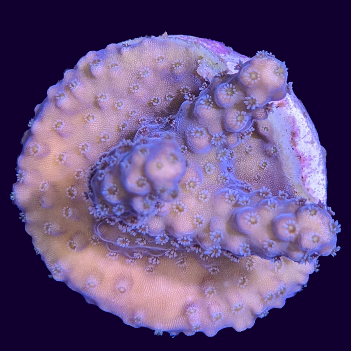 Acropora Frag (UK Grown)