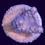 Acropora Frag (UK Grown)