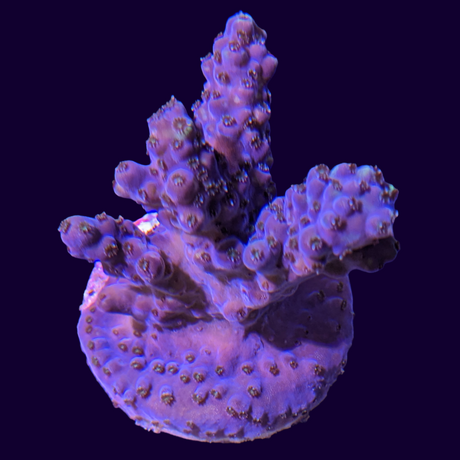 Acropora Frag (UK Grown)