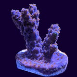 Acropora Frag (UK Grown)