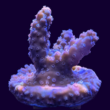 Acropora Frag (UK Grown)