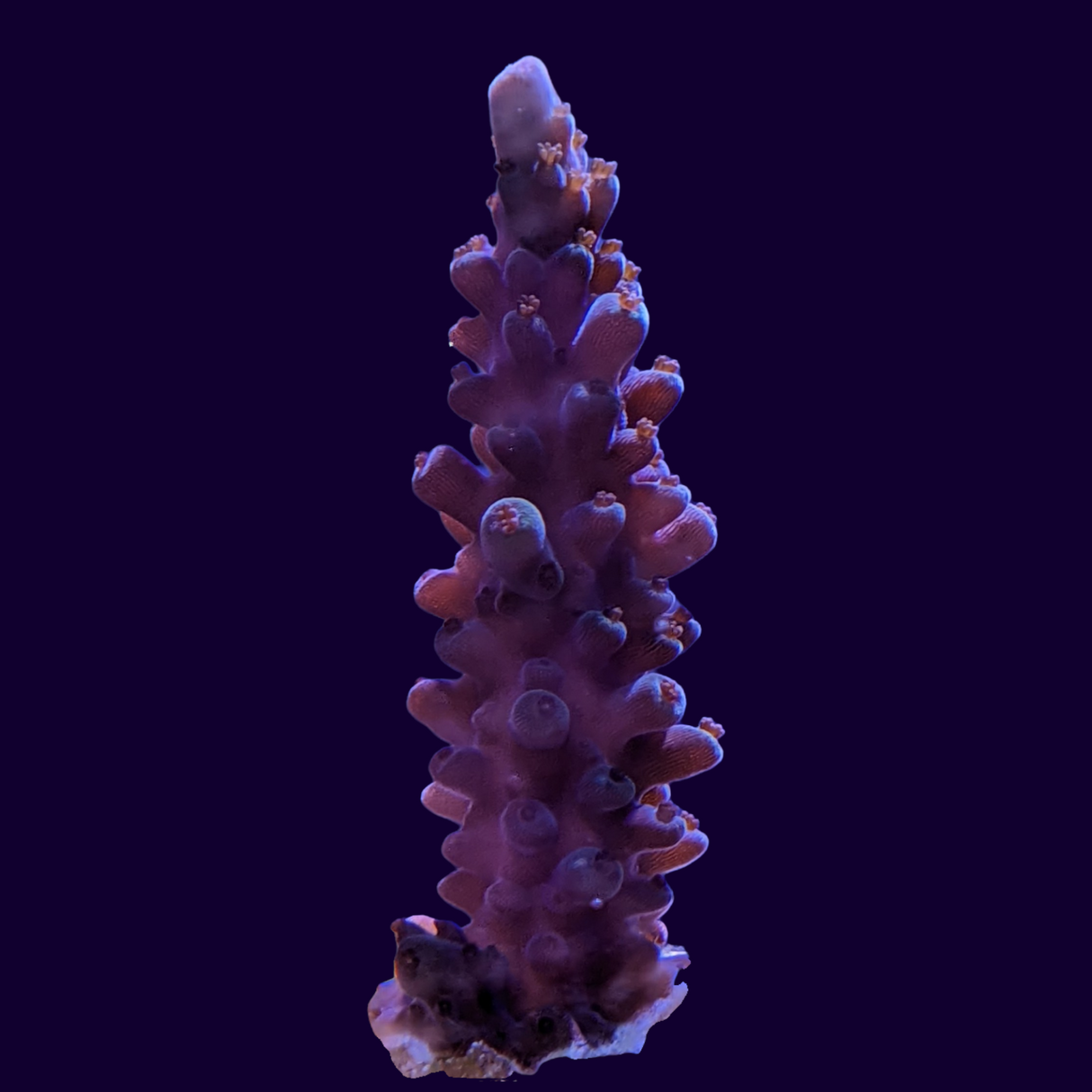 Acropora Frag (UK Grown)