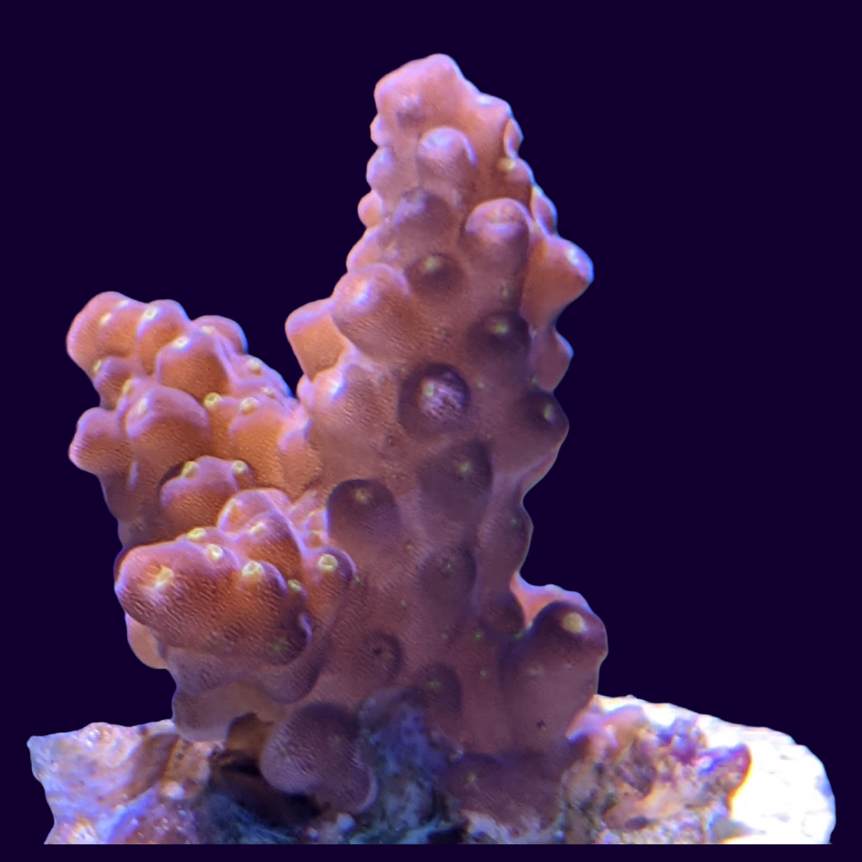 Acropora Frag (UK Grown)