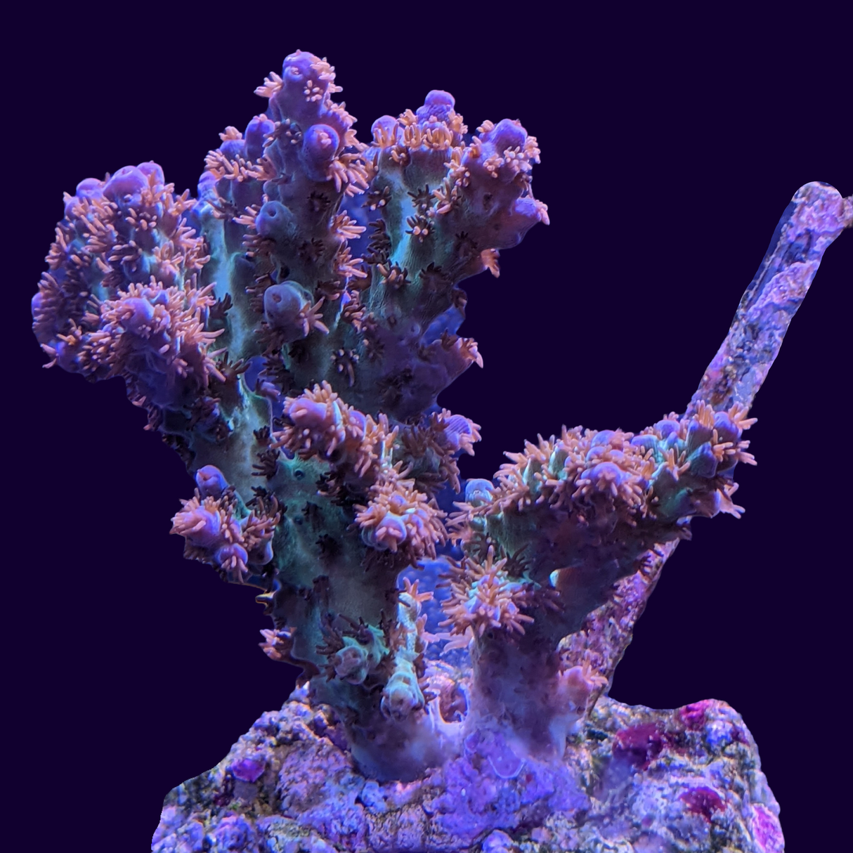 Acropora Colony Collection Only