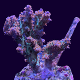 Acropora Colony Collection Only