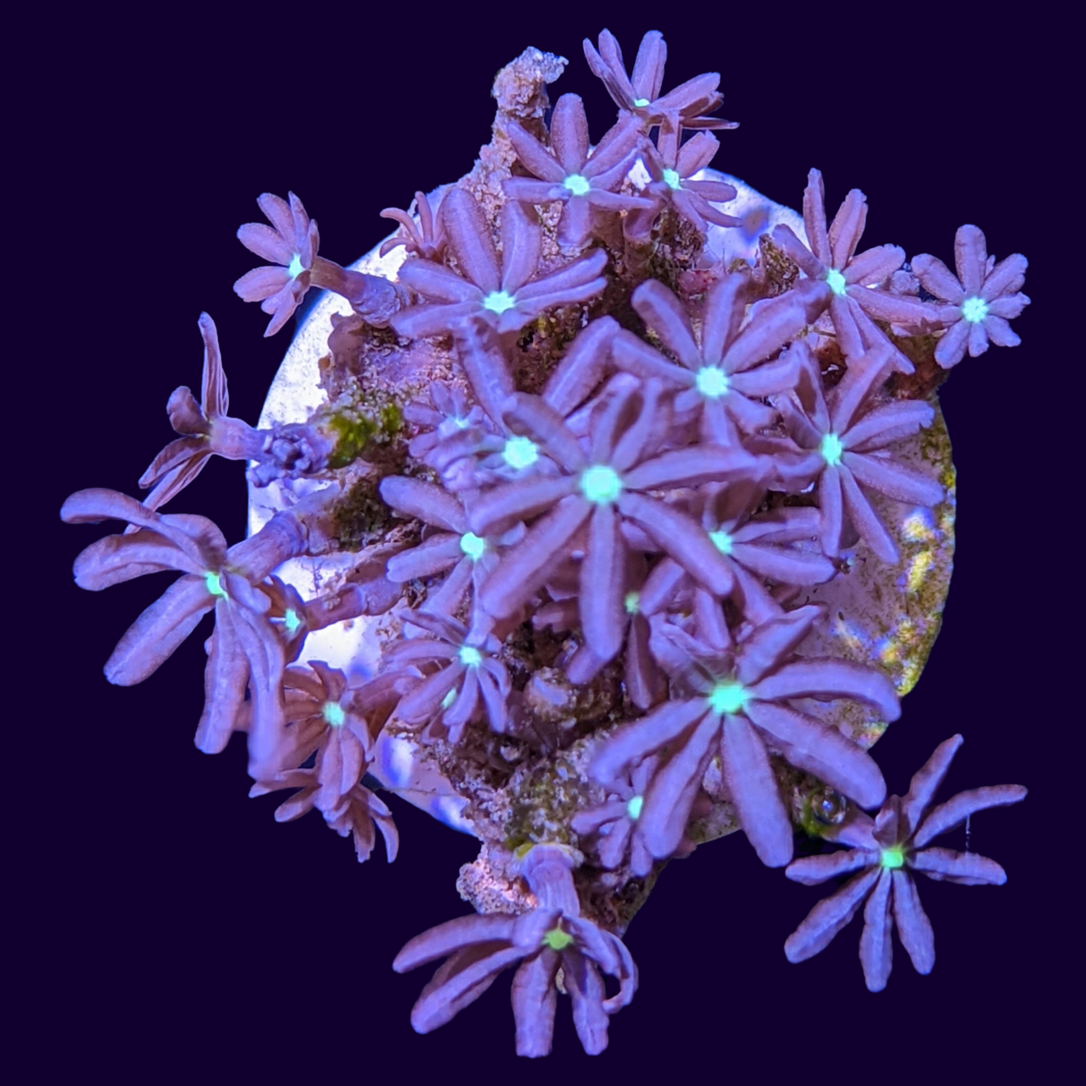 Knopia Jasmine Polyps