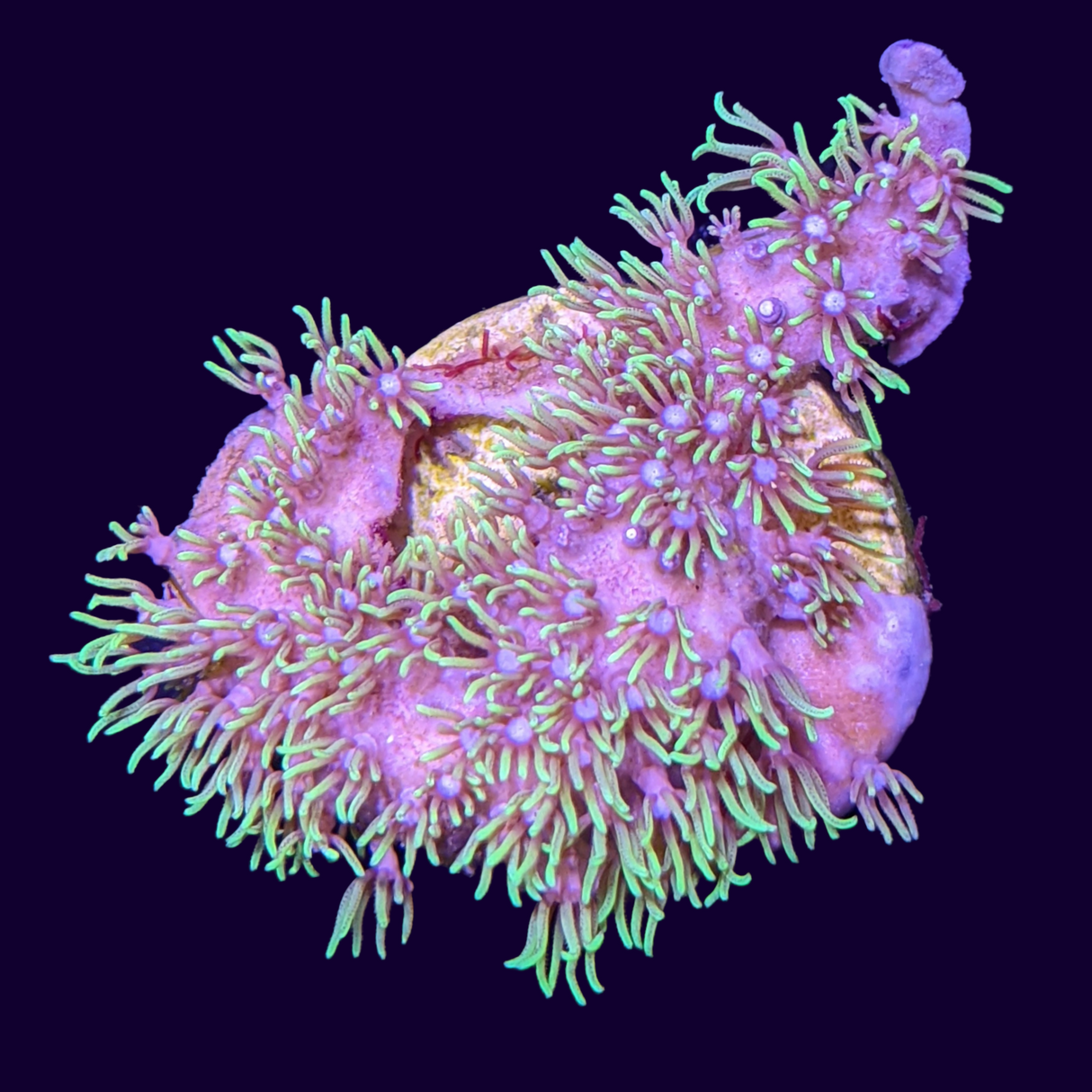 Green Star Polyp Frag