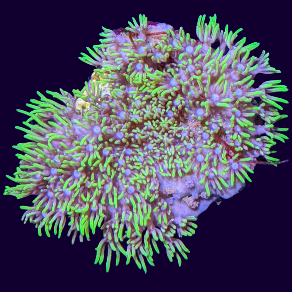 Green Star Polyp Frag