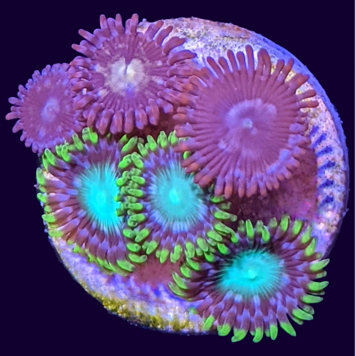 Mixed Zoa Mini Colony