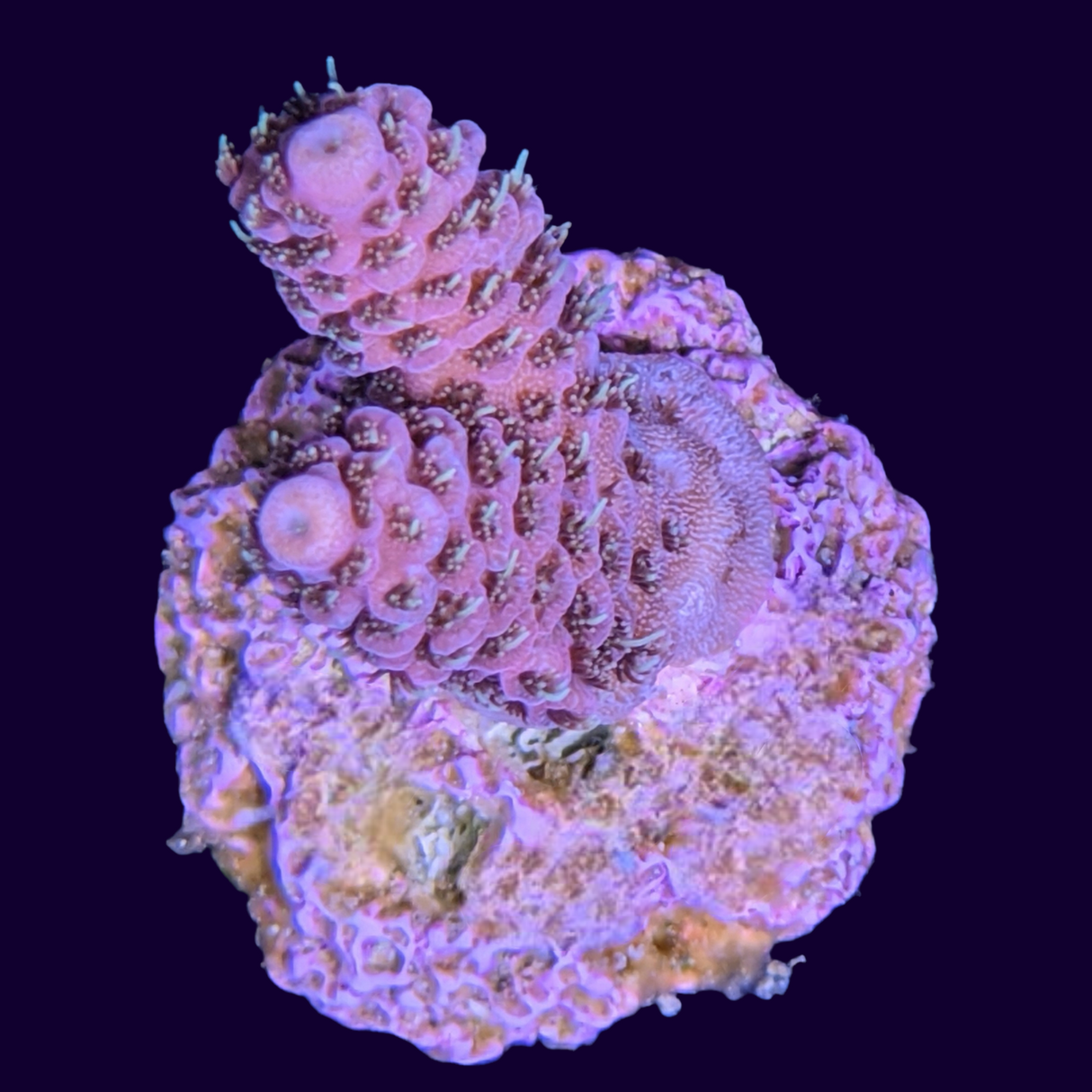 Acropora Frag (UK Grown)