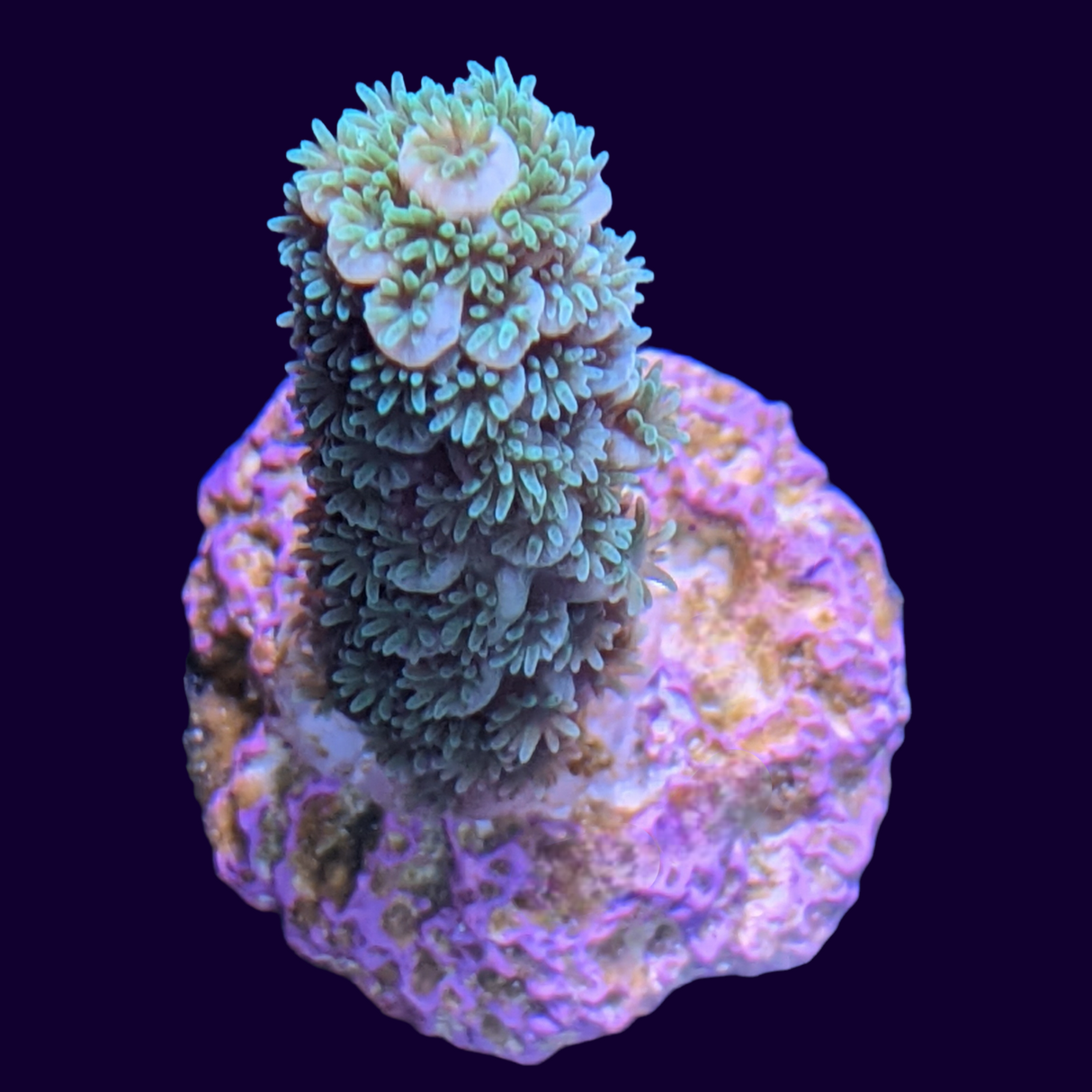 Acropora Frag (UK Grown)