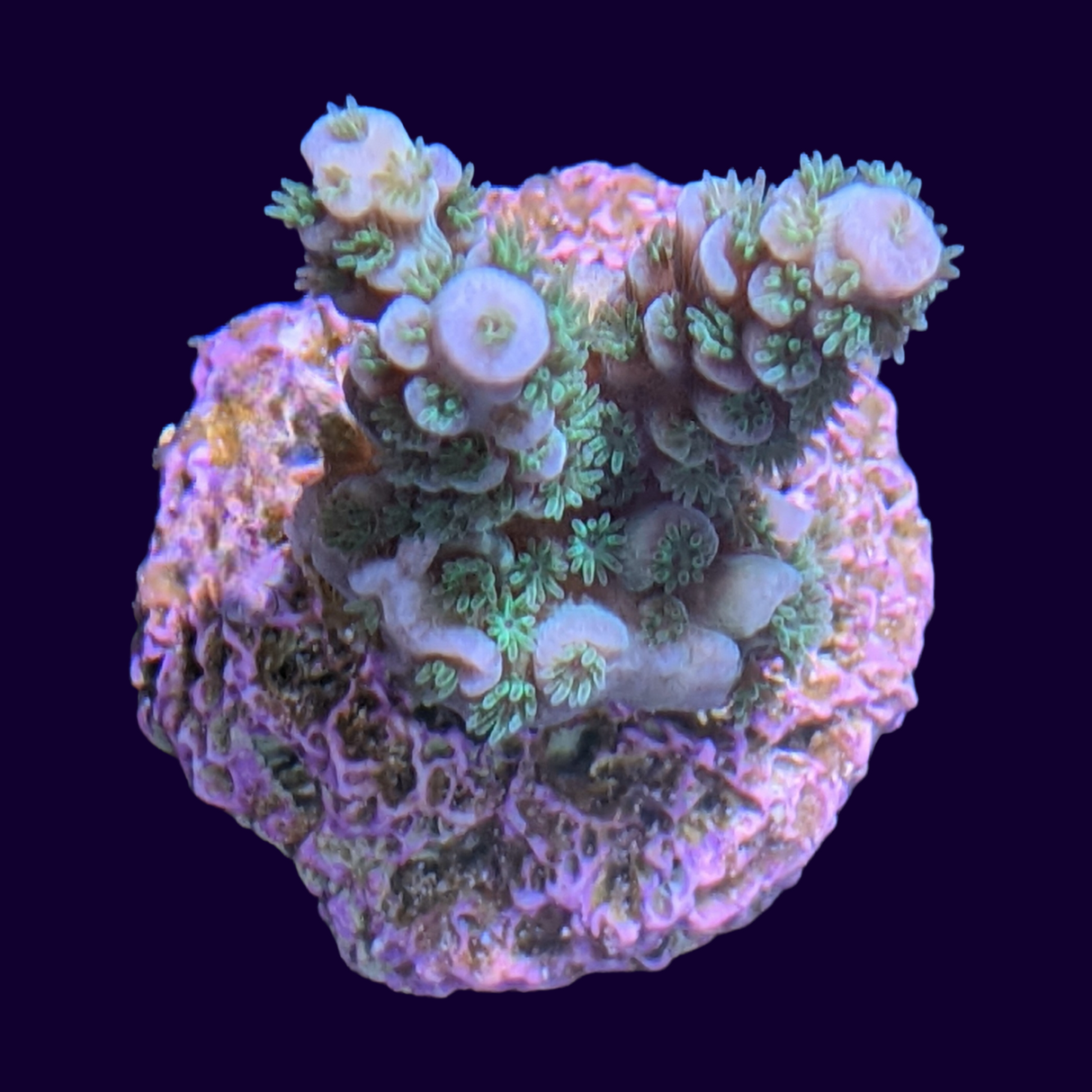 Acropora Frag (UK Grown)