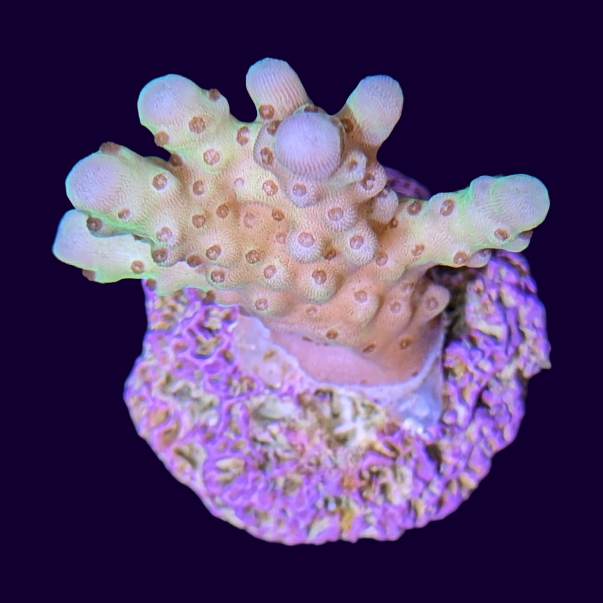 Acropora Frag (UK Grown)