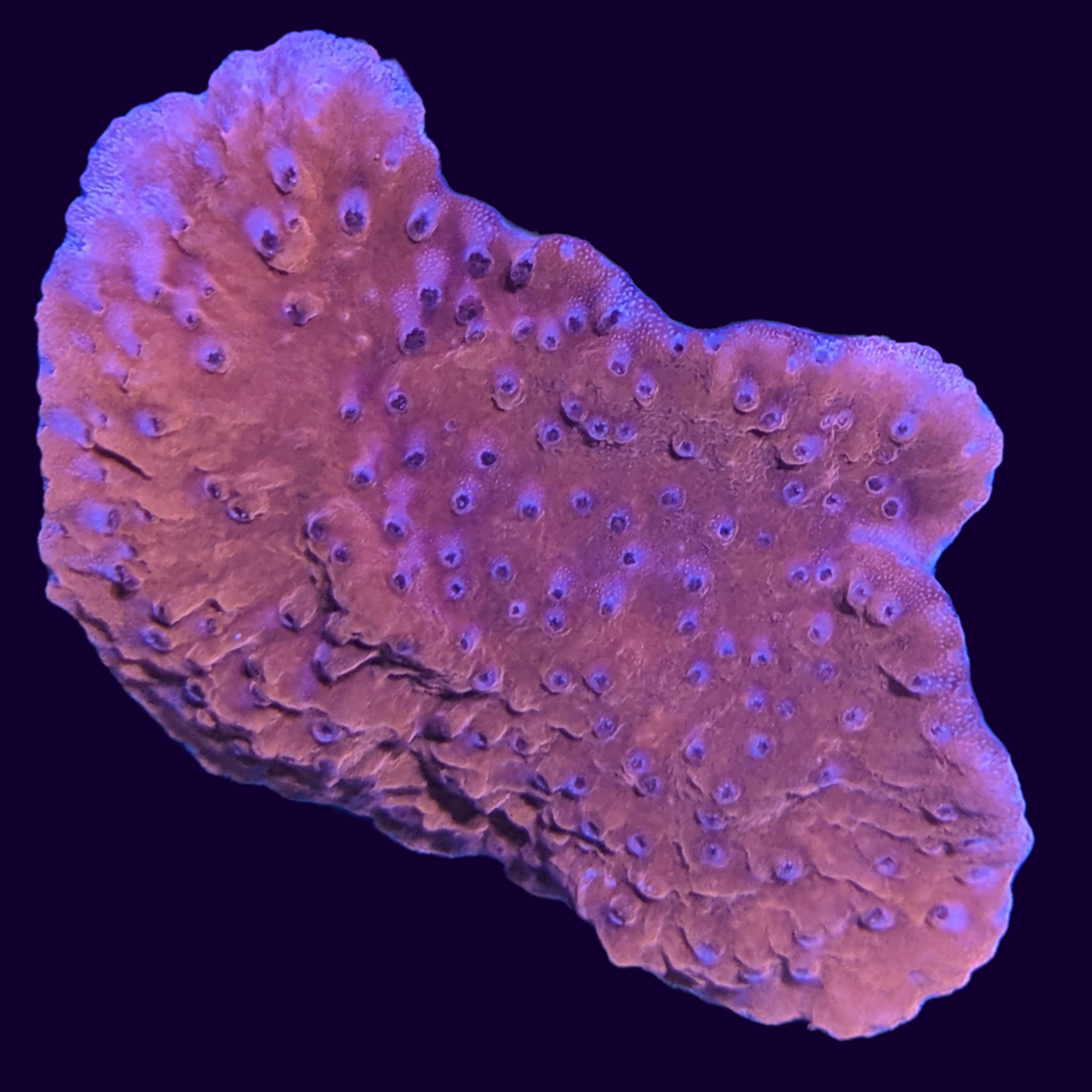 Red Montipora (UK Grown)