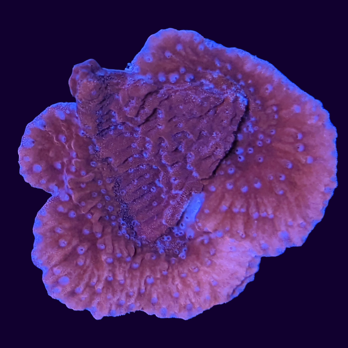 Red Montipora (UK Grown)
