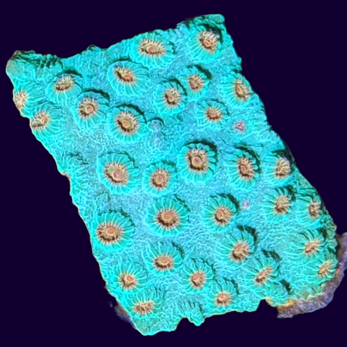 Meteor Shower Cyphastrea