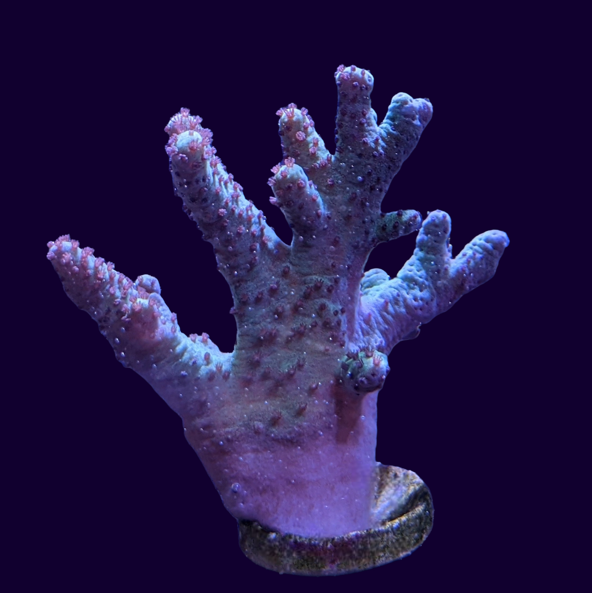 Aqua Sinularia