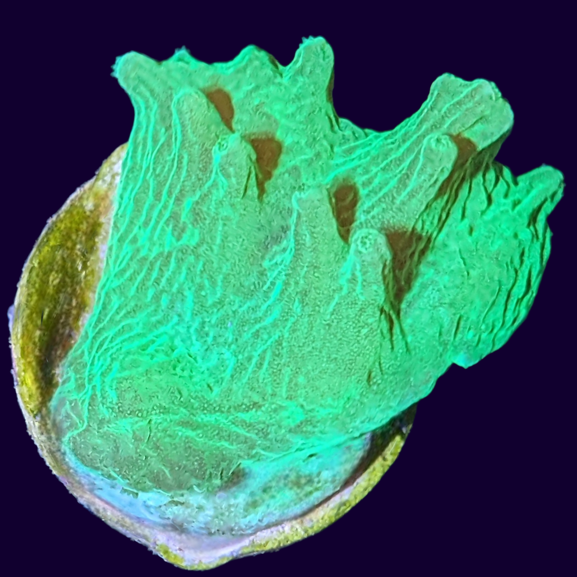 Green Sinularia Dura Cabbage Coral