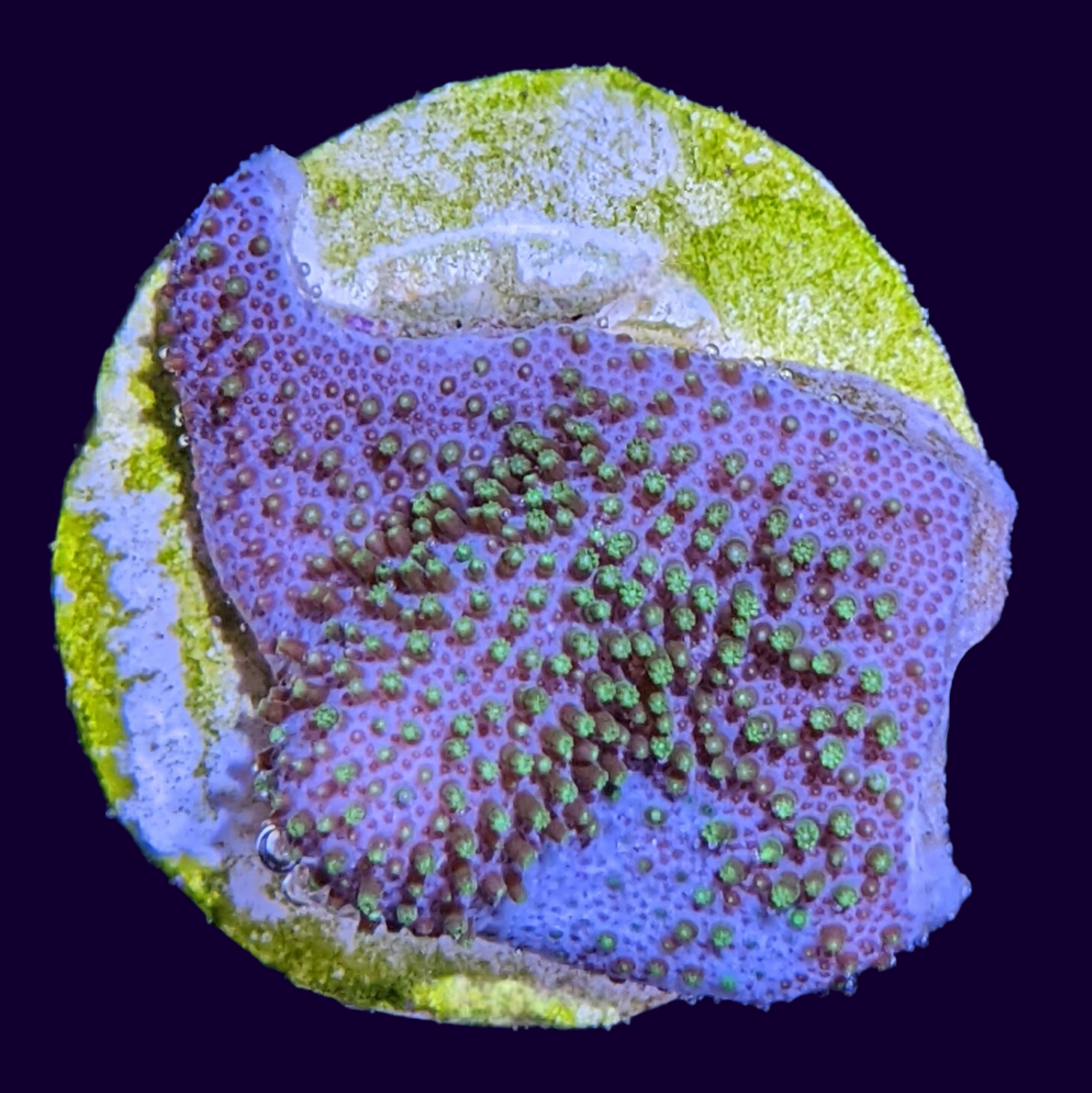 Green Polyp Toadstool Frag