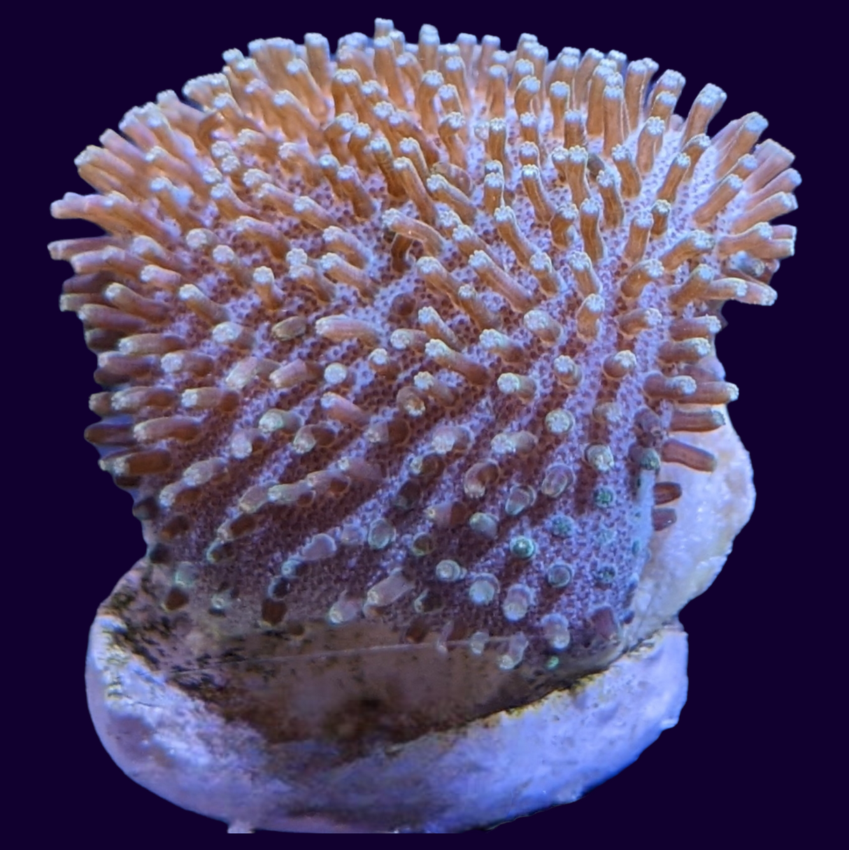 Toadstool Frag