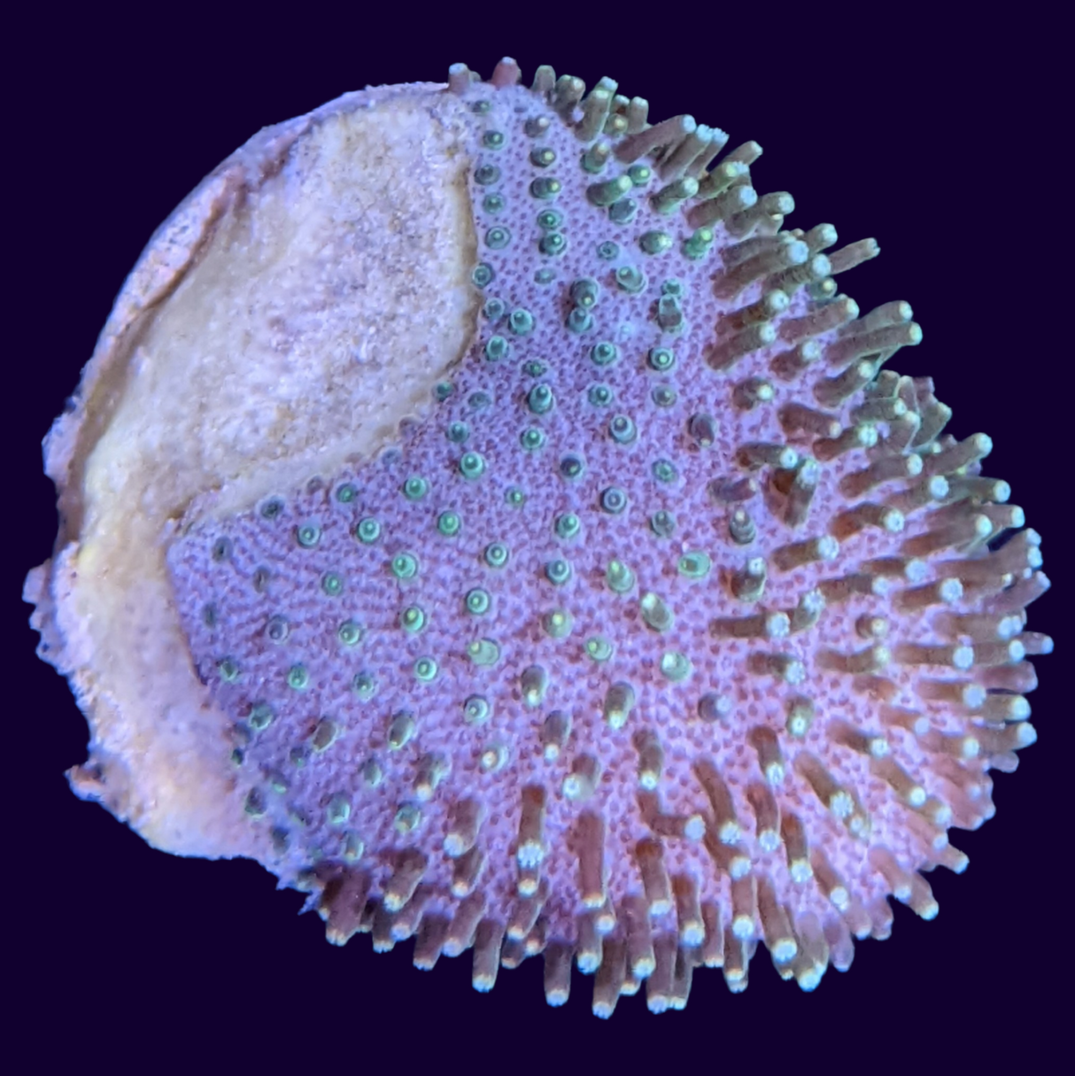 Green Polyp Toadstool Frag