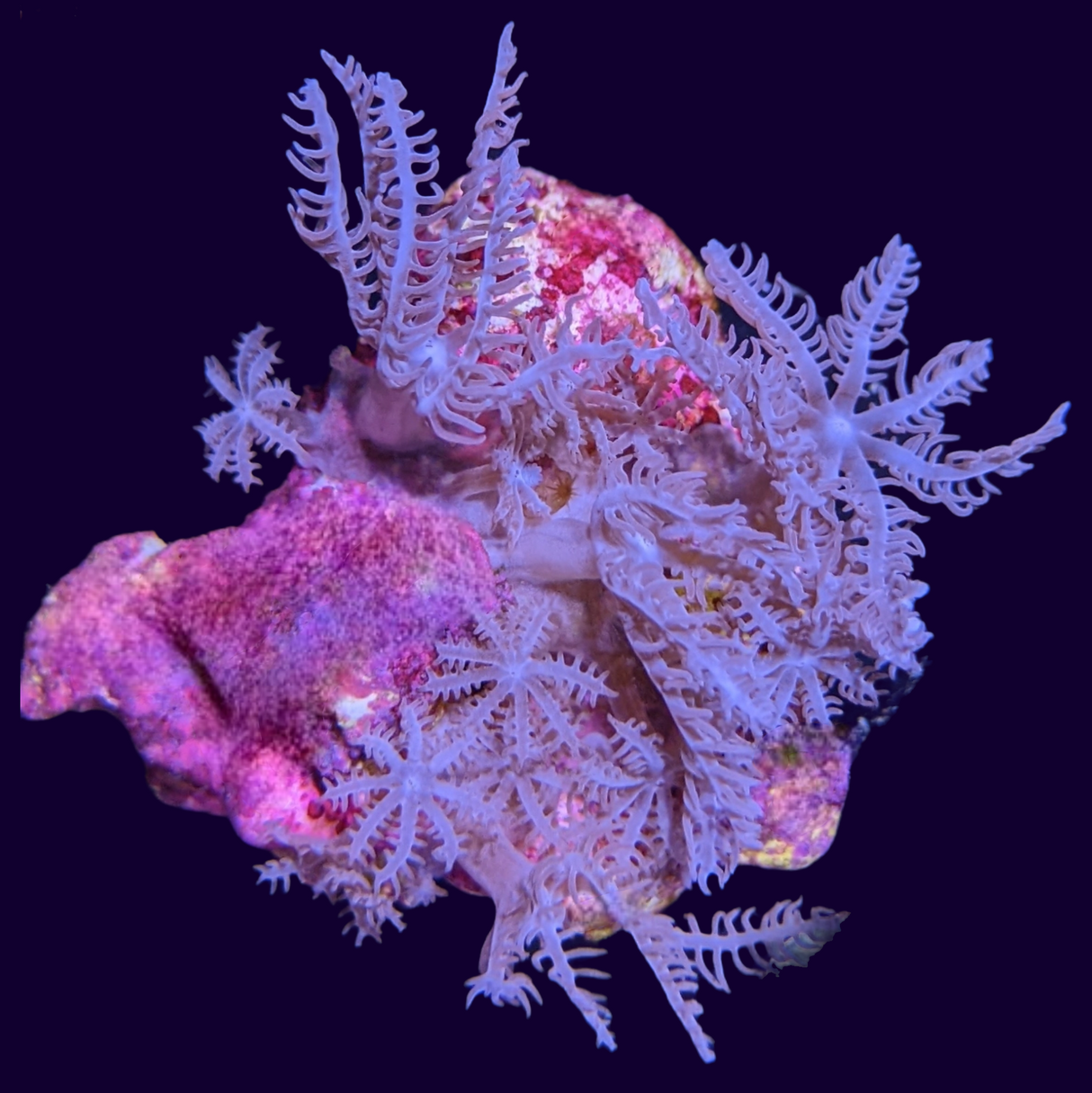 Waving hand coral