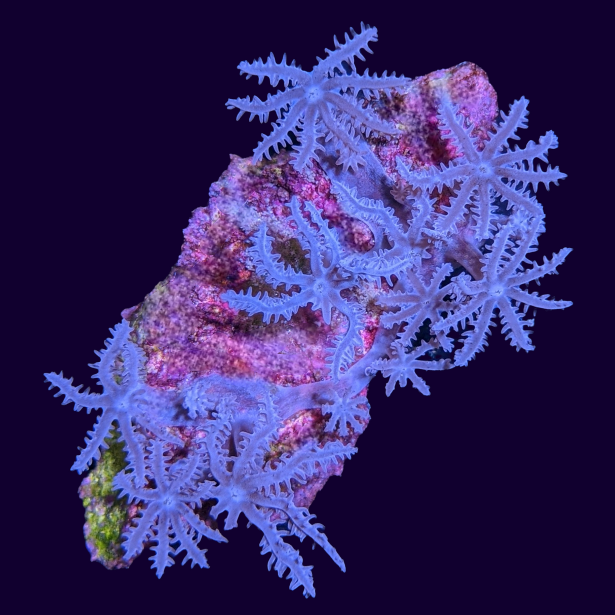 Waving Hand Coral